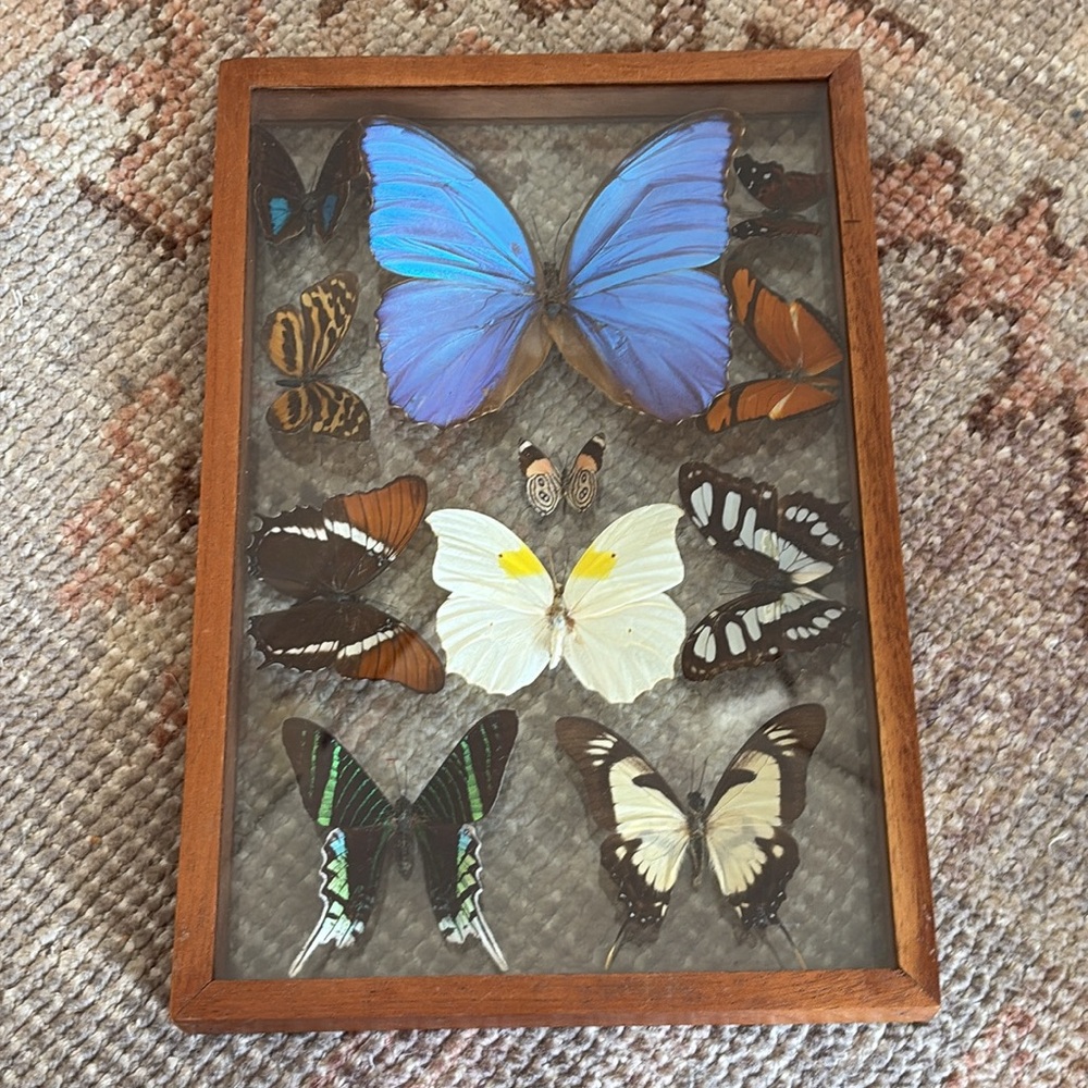 Framed Butterfly Display with Blue and White Butterflies